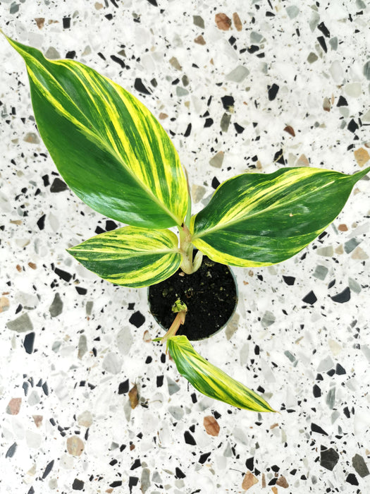 Alpinia zerumbet variegata