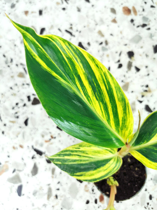 Alpinia zerumbet variegata