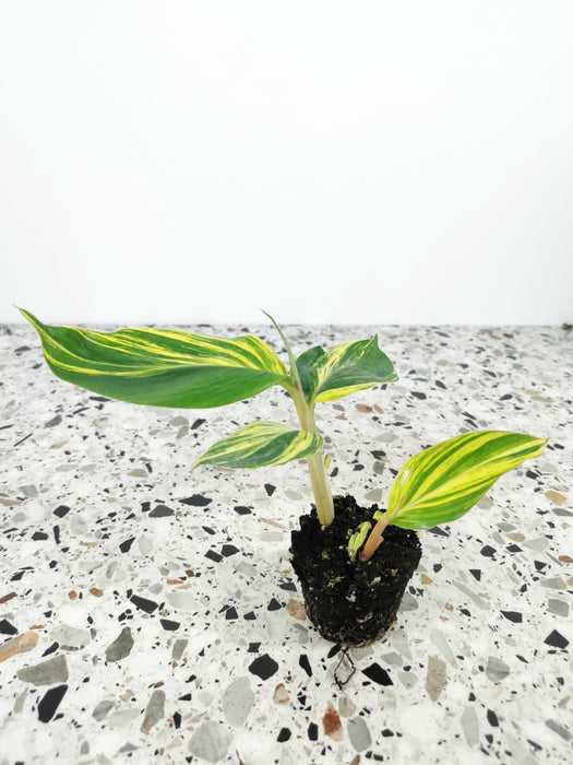 Alpinia zerumbet variegata