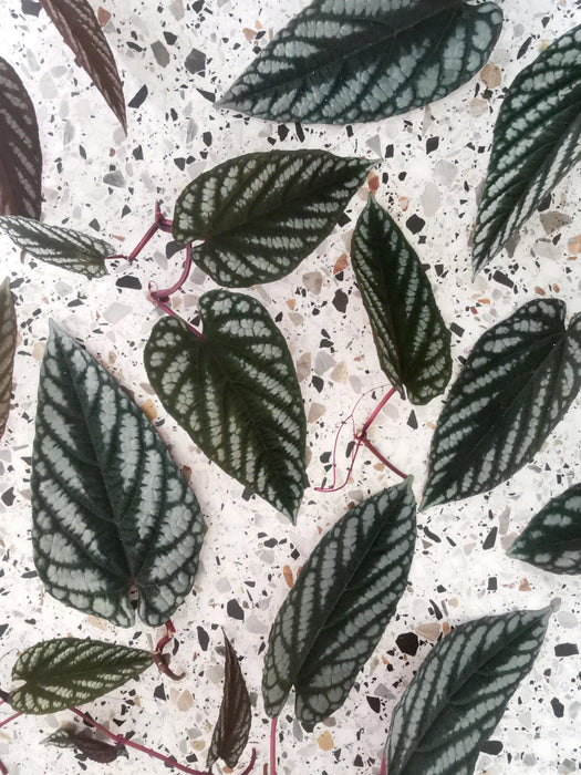 Cissus discolor