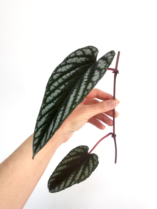 Cissus discolor