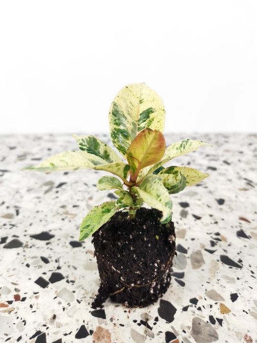 Ficus shivereana moonshine - Small