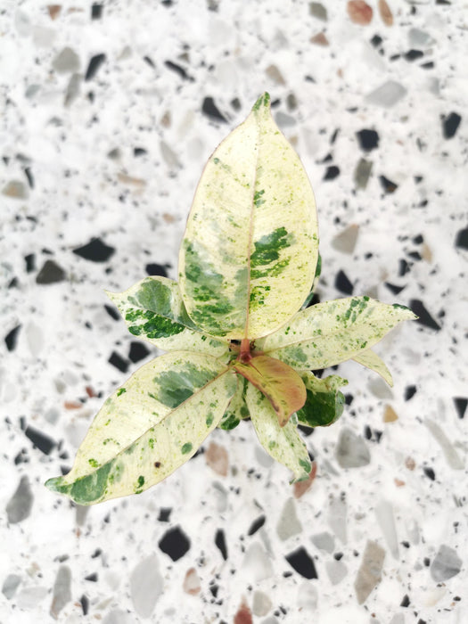 Ficus shivereana moonshine - Small