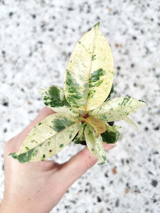 Ficus shivereana moonshine - Small