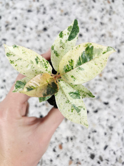 Ficus shivereana moonshine - Small