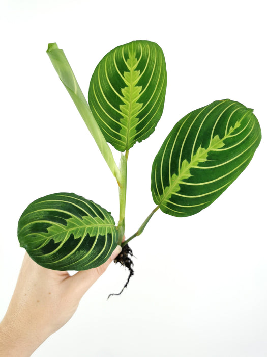 Maranta lemon lime