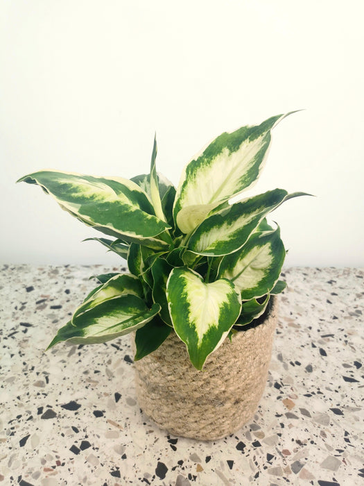 Dieffenbachia cool beauty