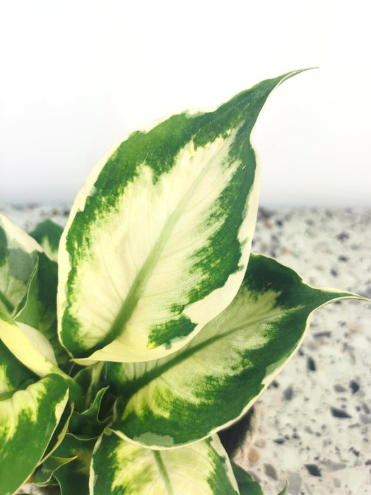 Dieffenbachia cool beauty