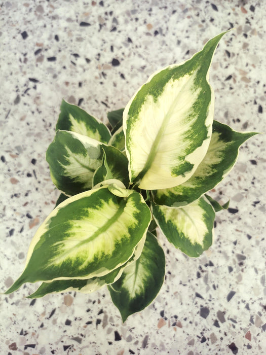 Dieffenbachia cool beauty
