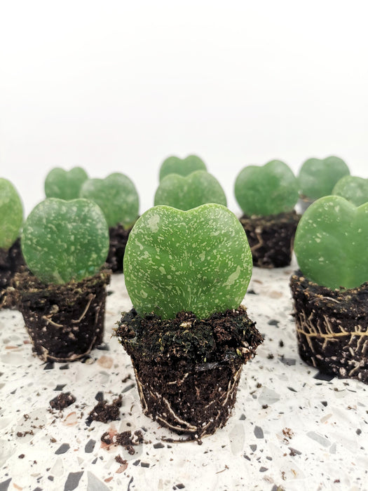 Hoya kerrii splash - small