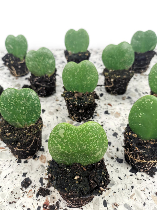 Hoya kerrii splash - small