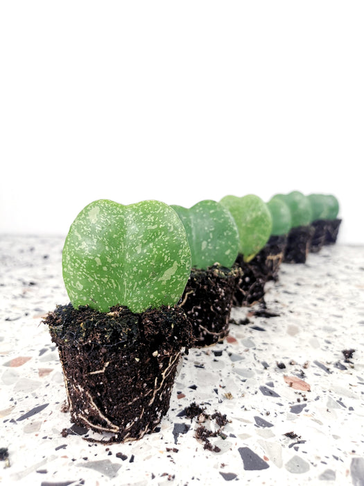 Hoya kerrii splash - small