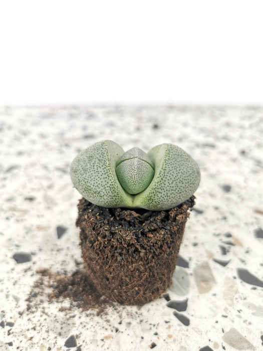 Lithops lesliei