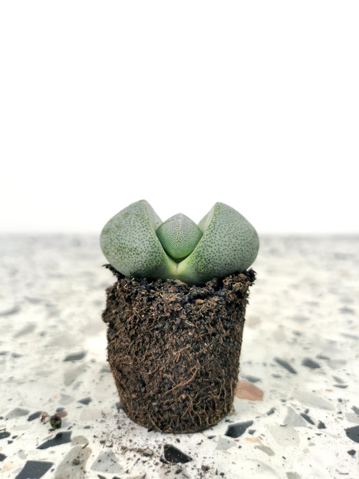 Lithops lesliei