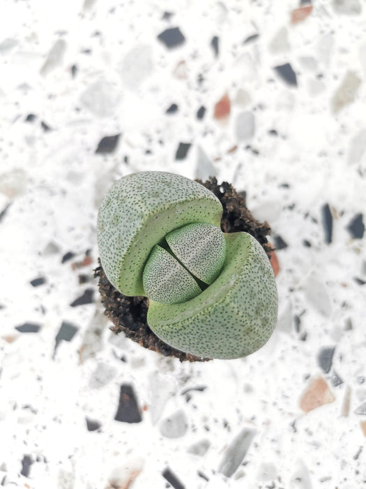 Lithops lesliei