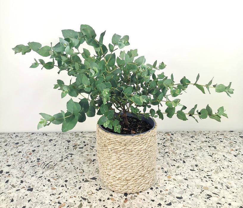 Eucalyptus cordata - Large