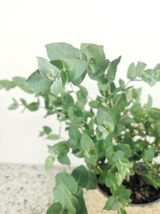 Eucalyptus cordata - Large
