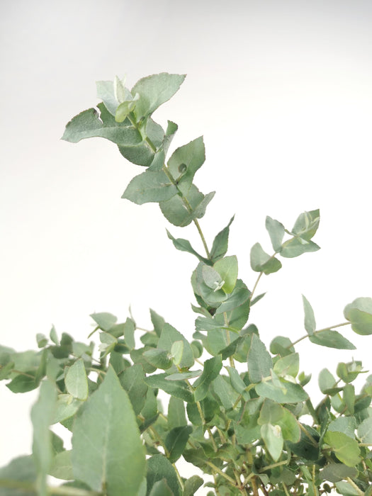 Eucalyptus cordata - Large
