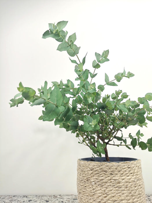 Eucalyptus cordata - Large