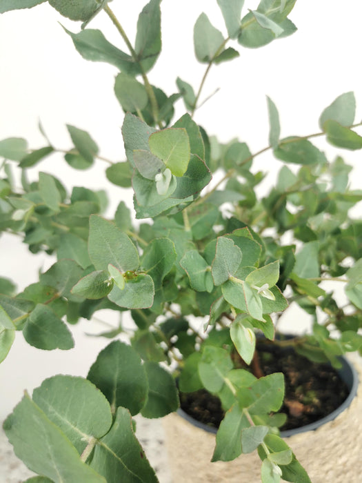 Eucalyptus cordata - Large