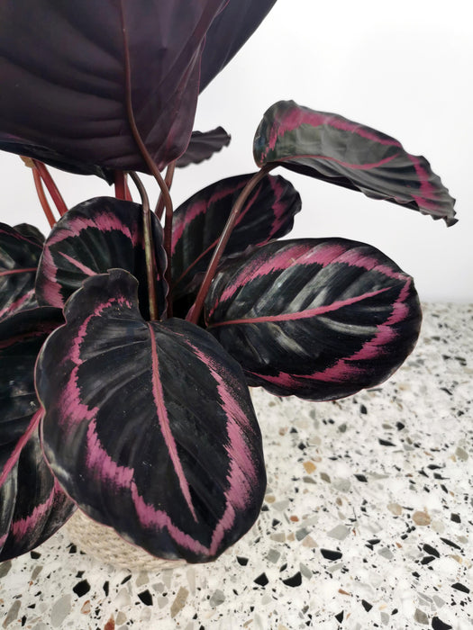 Calathea dottie