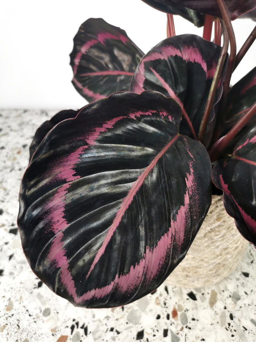 Calathea dottie