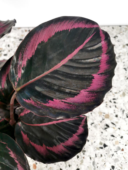 Calathea dottie