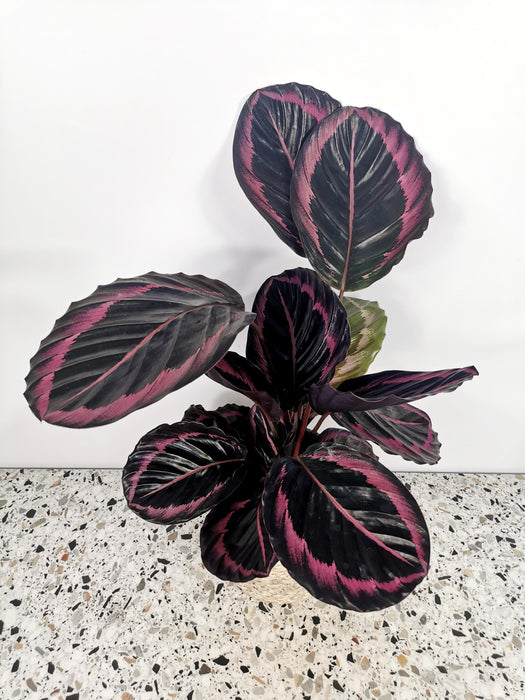 Calathea dottie