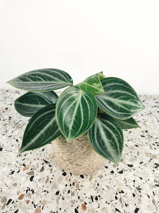 Peperomia sarcophylla