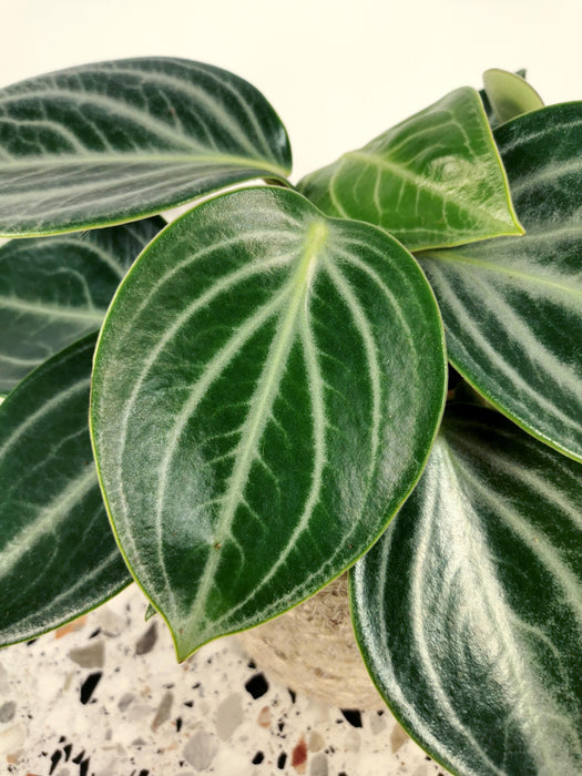 Peperomia sarcophylla