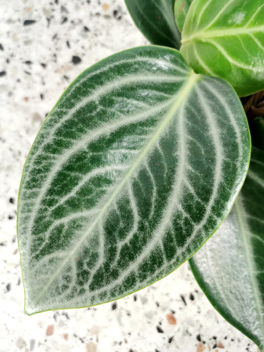 Peperomia sarcophylla