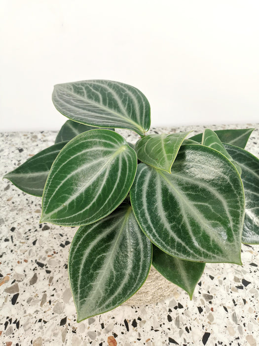 Peperomia sarcophylla