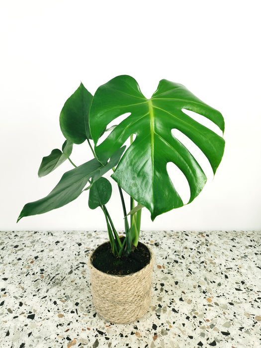 Monstera deliciosa – Boutures et moi