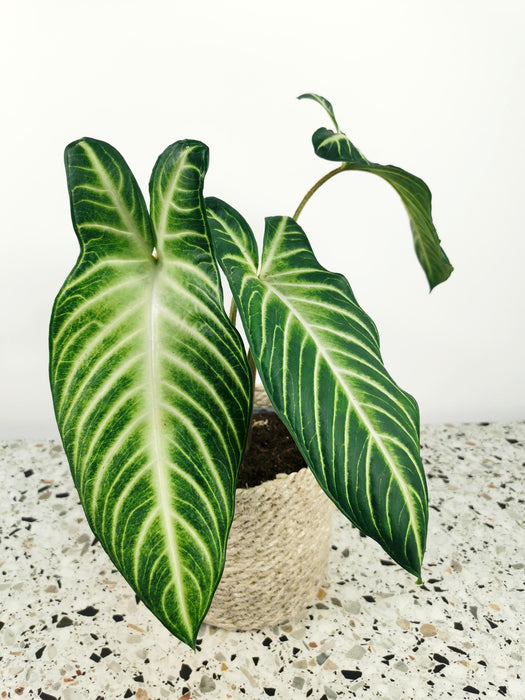 Xanthosoma lindenii