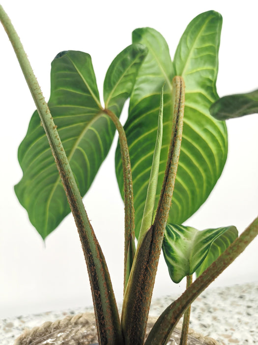 Xanthosoma lindenii