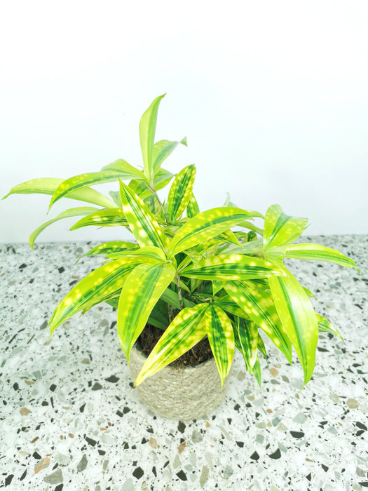 Dracaena Surculosa mike