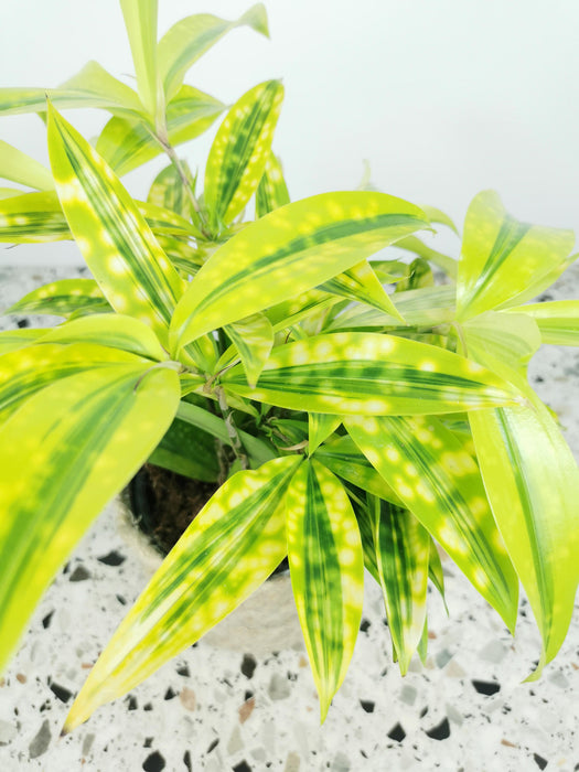 Dracaena Surculosa mike