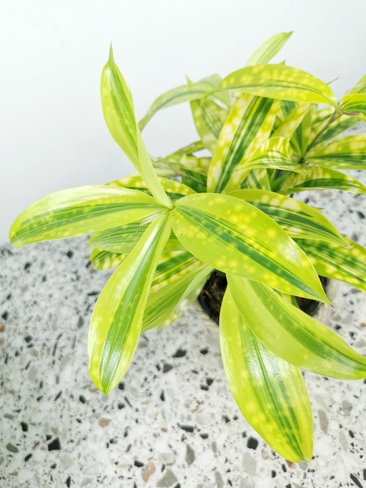 Dracaena Surculosa mike