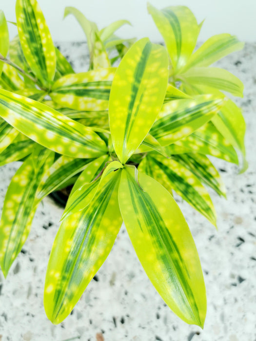 Dracaena Surculosa mike