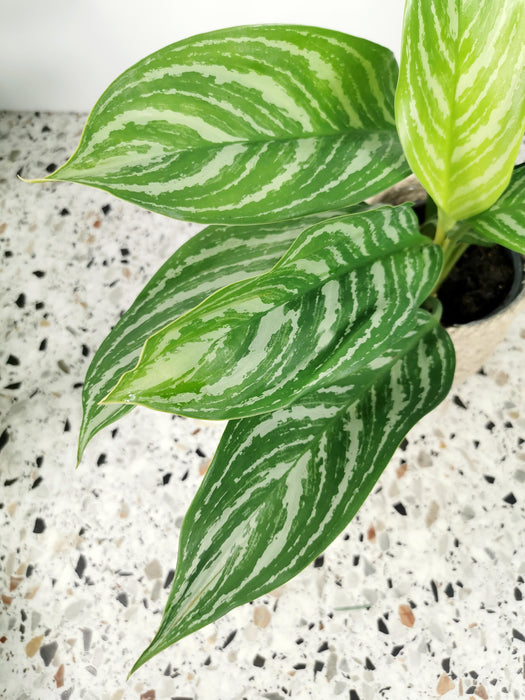 Aglaonema silver stripes