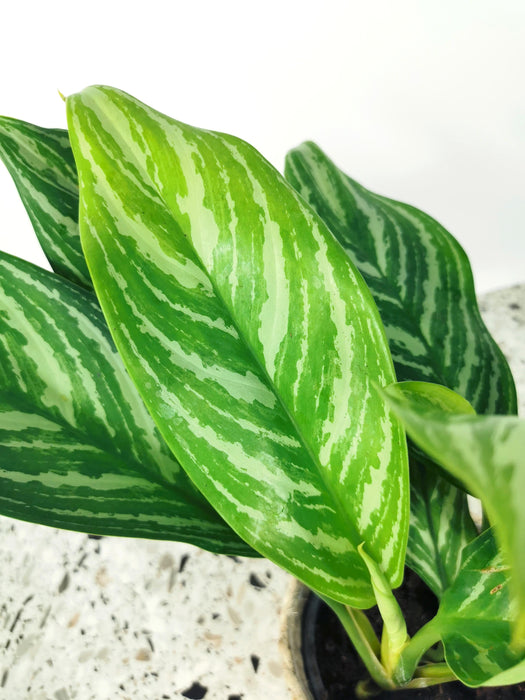 Aglaonema silver stripes