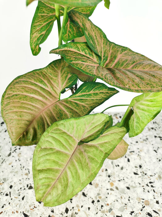 Syngonium mango allusion