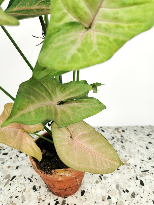 Syngonium mango allusion