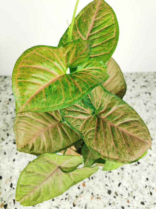 Syngonium mango allusion