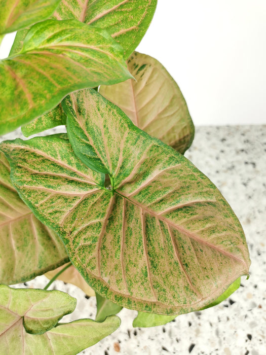 Syngonium mango allusion