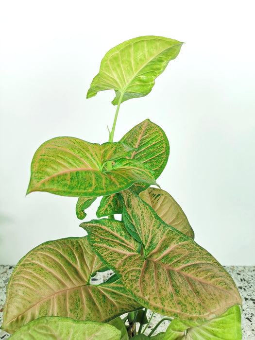 Syngonium mango allusion