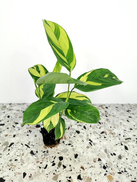 Ctenanthe golden mosaic