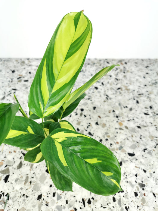Ctenanthe golden mosaic