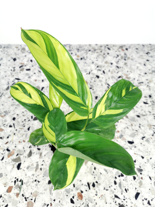 Ctenanthe golden mosaic