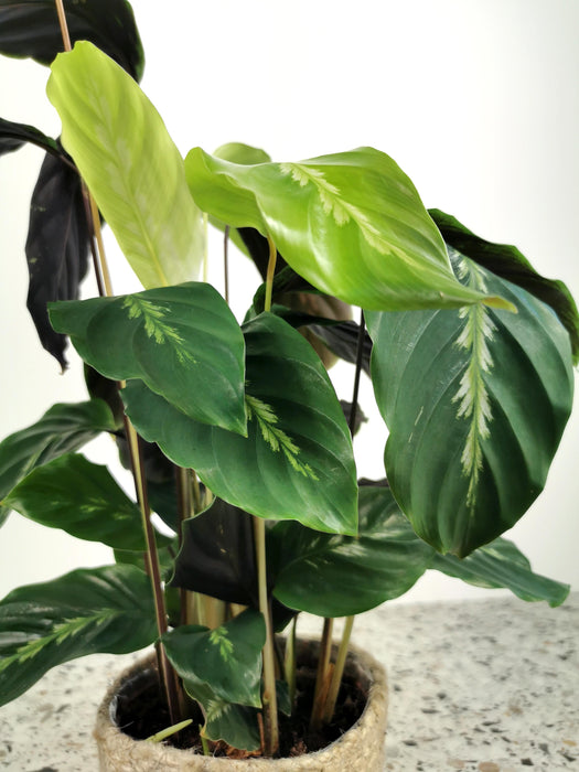 Calathea maui queen